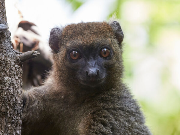 hapalemur Madagascar