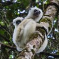Propithecus candidus PNat Makira