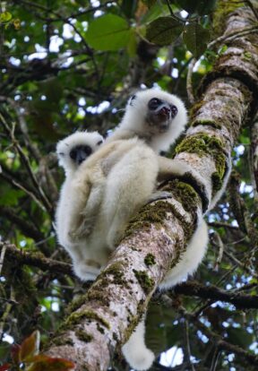 On World Lemur Day: Reflecting on progress and the path ahead for SOS Lemurs  14 Propithecus candidus PNat Makira