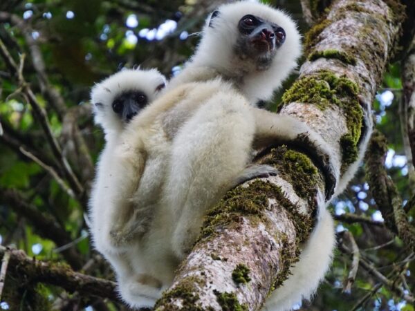 Propithecus candidus PNat Makira