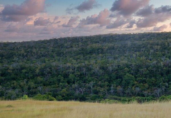 Andrafiamena Forest