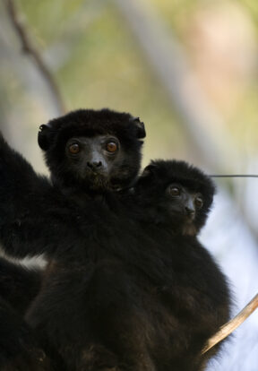 On World Lemur Day: Reflecting on progress and the path ahead for SOS Lemurs  12 Perrieri Madagascar