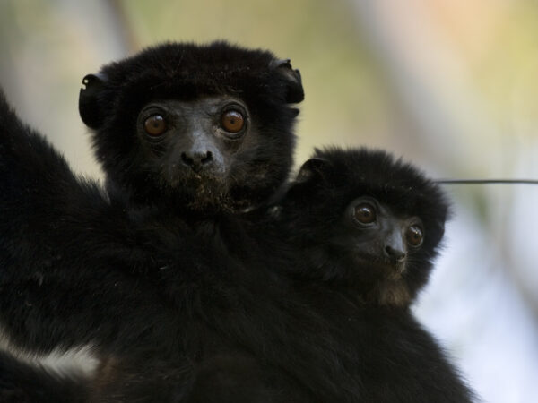 Perrieri Madagascar