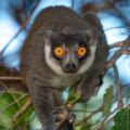 Mongoose Lemur Ankarafantsika Madagascar-