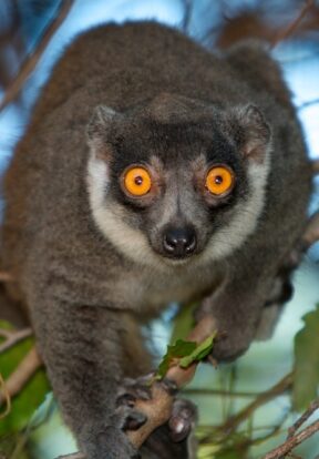 On World Lemur Day: Reflecting on progress and the path ahead for SOS Lemurs  3 Mongoose Lemur Ankarafantsika Madagascar-