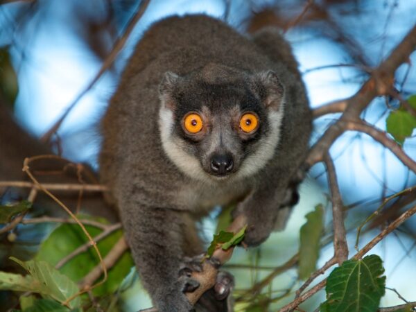 Mongoose Lemur Ankarafantsika Madagascar-