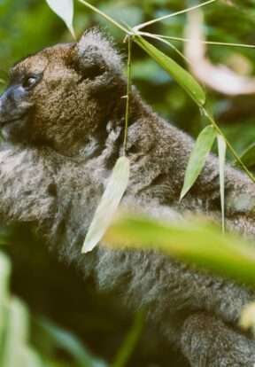 On World Lemur Day: Reflecting on progress and the path ahead for SOS Lemurs  9 Grand hapalemur Madagascar
