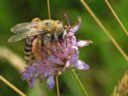 Tracking the EU Pollinators Action Plans 9 14235082737 9f47b6c0c7 o