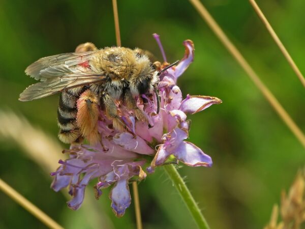 Tracking the EU Pollinators Action Plans 1 14235082737 9f47b6c0c7 o
