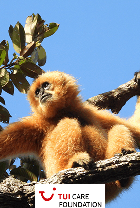 In Cambodia, Veun Sai Siem Pang National Park is a biodiversity hotspot, home to many threatened species like the Endangered northern yellow-cheeked crested gibbon