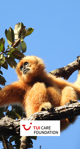 In Cambodia, Veun Sai Siem Pang National Park is a biodiversity hotspot, home to many threatened species like the Endangered northern yellow-cheeked crested gibbon