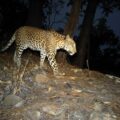 Leopard Panthera Thailand