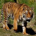 Sumatran tiger