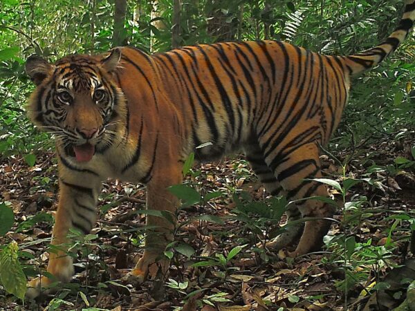 4501 WCS Tiger BBS North Indonesia ©BBSNP WCSIP 1
