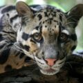 Clouded leopard Wikipedia Commons