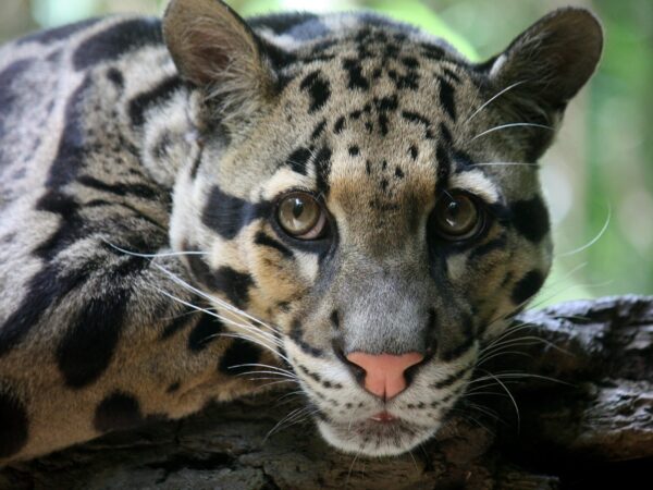 Clouded leopard Wikipedia Commons