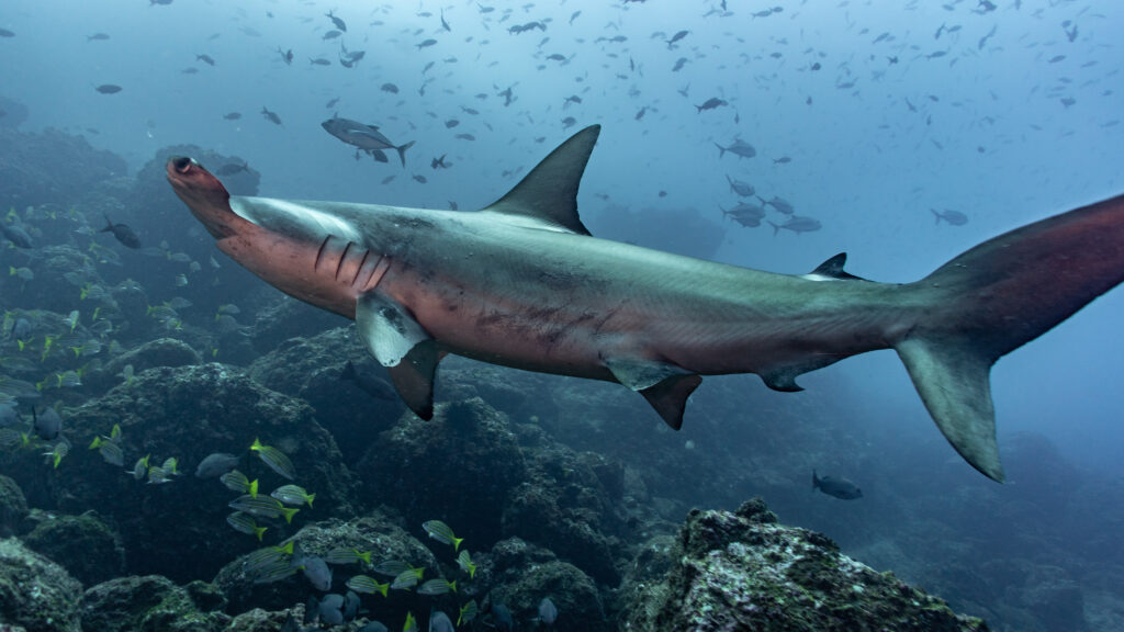From source to sea: Protecting life across connected waters 4 2022A 15 Mision Tiburon Costa Rica Shark Sanctuary Costa Rica 13 credit Enrique Uribe