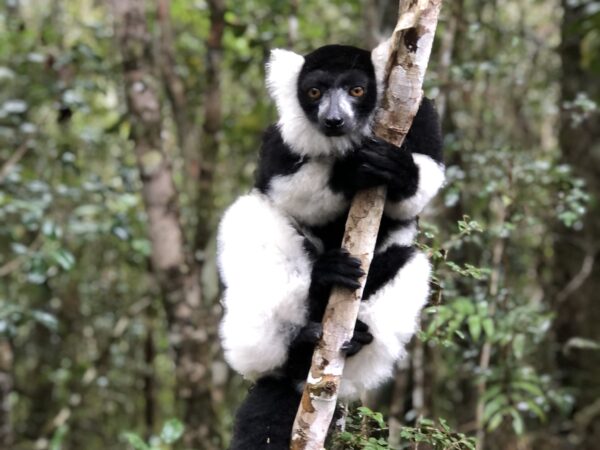 2025A 147 Varecia variegata Mahatsara Madagascar Nicolas Bezandry