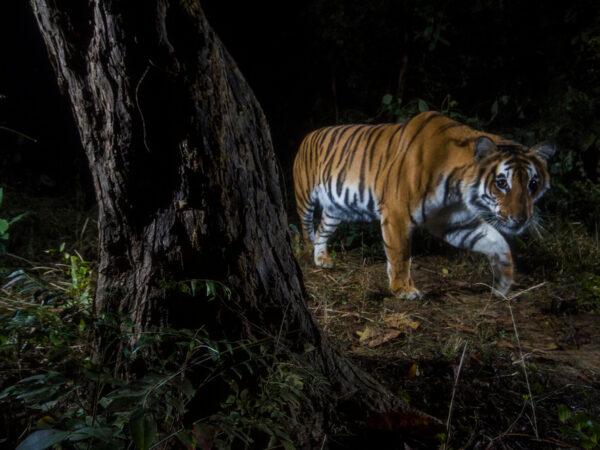 4502WWFGermany Tiger Nepal © Emmanuel Rondeau WWF US