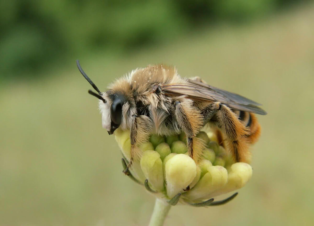 A conservation action plan to protect Europe’s teasel-plant bees 4 Dasypoda suripes CC BY NC 4.0