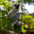 Lemur catta WWF MHF