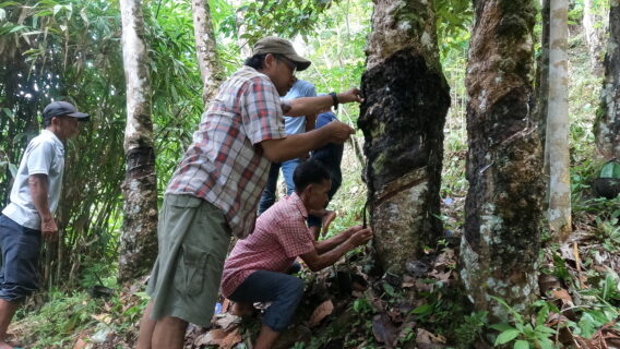 Rubber harvesting demonstation