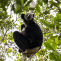Wildlife Madagascar Indri indri ASSR