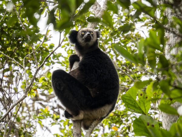 Wildlife Madagascar Indri indri ASSR