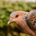 Oriental Turtle Dove