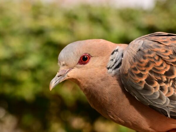 Oriental Turtle Dove