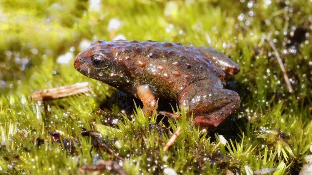 2021B 062 Rough Moss Frog Arthroleptella rugosa 11 August 2021 Bionerds 1