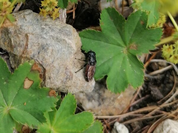 7437 Eumerus tarsalis Italy Umberto Maritano 1