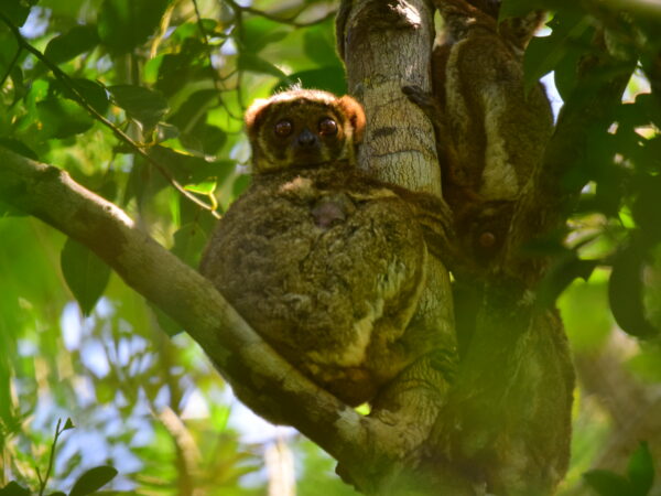 Avahi ramanantsoavanai Hanta Razafimbotsira