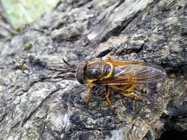 7275 Callicera aurata Italy Stefano Tempesti