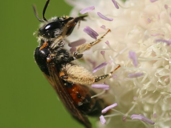 7395 Andrena hattorfiana MSemelbauer