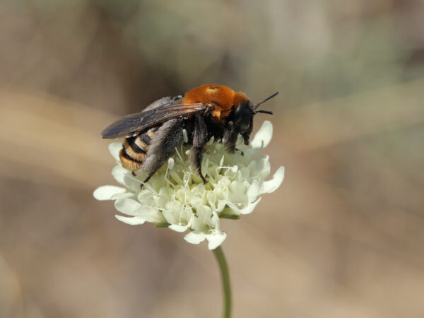 7578 Dasypoda braccata in Kiskunsag National Park © Kamila Chomicz