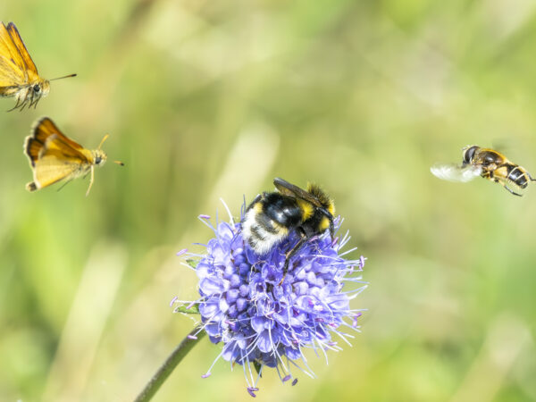 7609 Thymelicus Bombus Eristalinae Spain David Bertran Chevarria