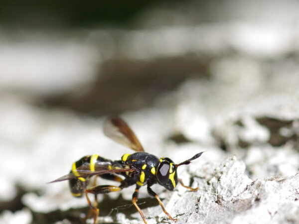 7711 Sphiximorpha subsessilis in WWF Auenreservat Marchegg Austria © Johannes Pfrommer