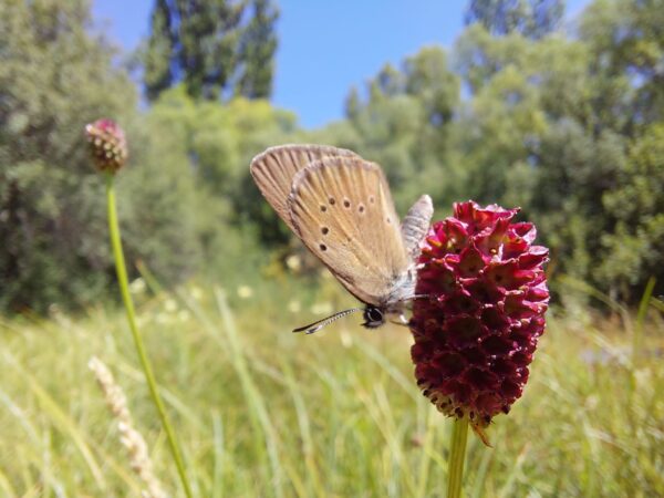 Phengaris nausithous