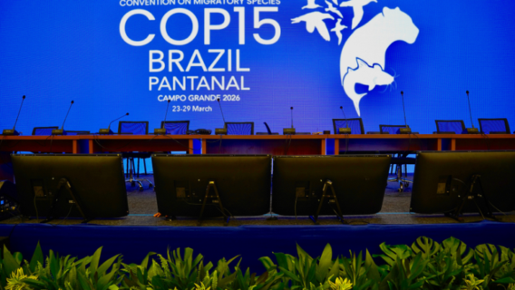 Rogerio Cassimiro MMA