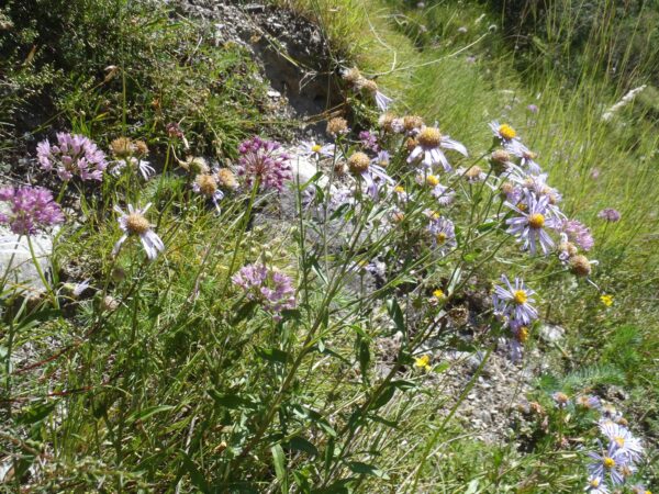 Sonnenhaenge Elisabeth Falkeis