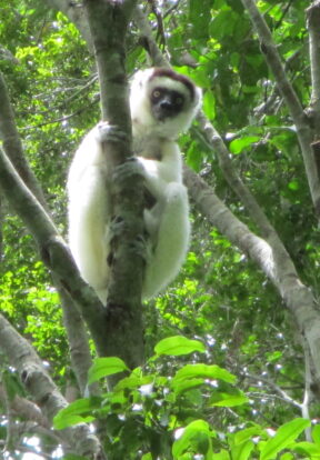 2025A 145PropithecusverrauxiiAnalavelonaM carRegaly