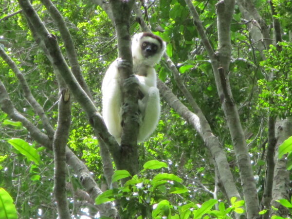 2025A 145PropithecusverrauxiiAnalavelonaM carRegaly