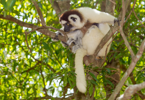 2026A 155 – Propithecus verreauxi Kirindy – Madagascar – Matthias Markolf