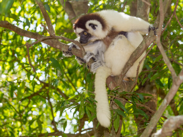 2026A 155 – Propithecus verreauxi Kirindy – Madagascar – Matthias Markolf