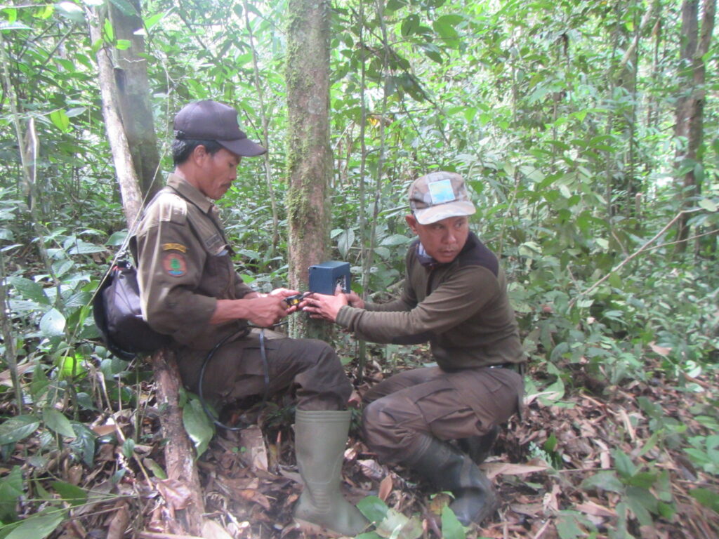 4501 WCS Camera trap setup BBS North Indonesia ©BBSNP WCSIP