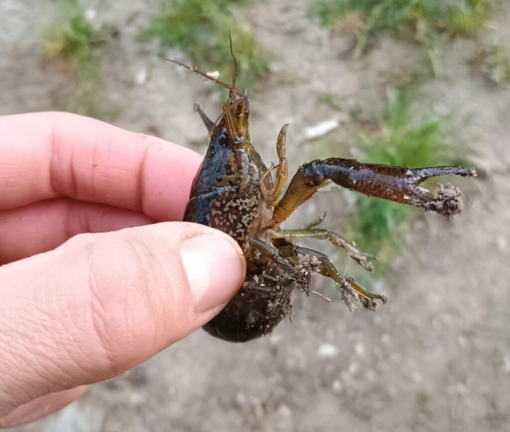 Conservationists in Europe are racing to stop the next invasive species before it spreads 6 6709 marbled crayfish Czech Republic Petr Vecera NCA scaled e1783589008258