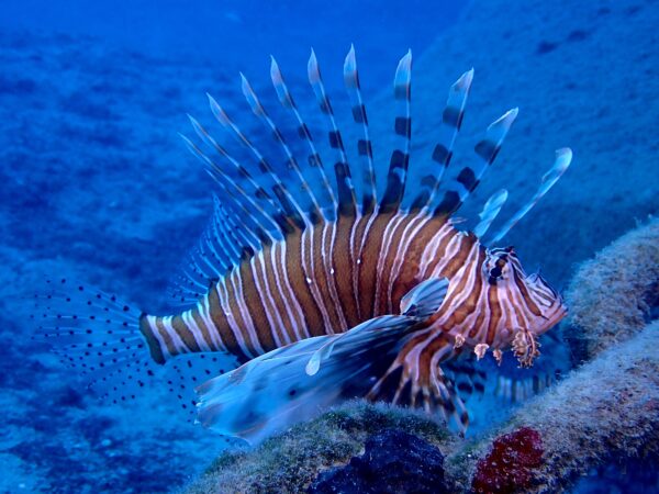 8166 Lionfish Pterois miles Photo DanijelKanskiJPG