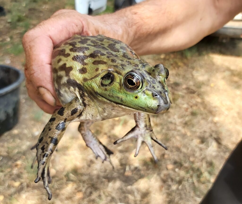 Conservationists in Europe are racing to stop the next invasive species before it spreads 5 8372 bullfrog female2 Belgium Mieke Hoogewijs scaled e1783588862467