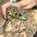 8372 bullfrog female2 Belgium Mieke Hoogewijs scaled e1783588862467